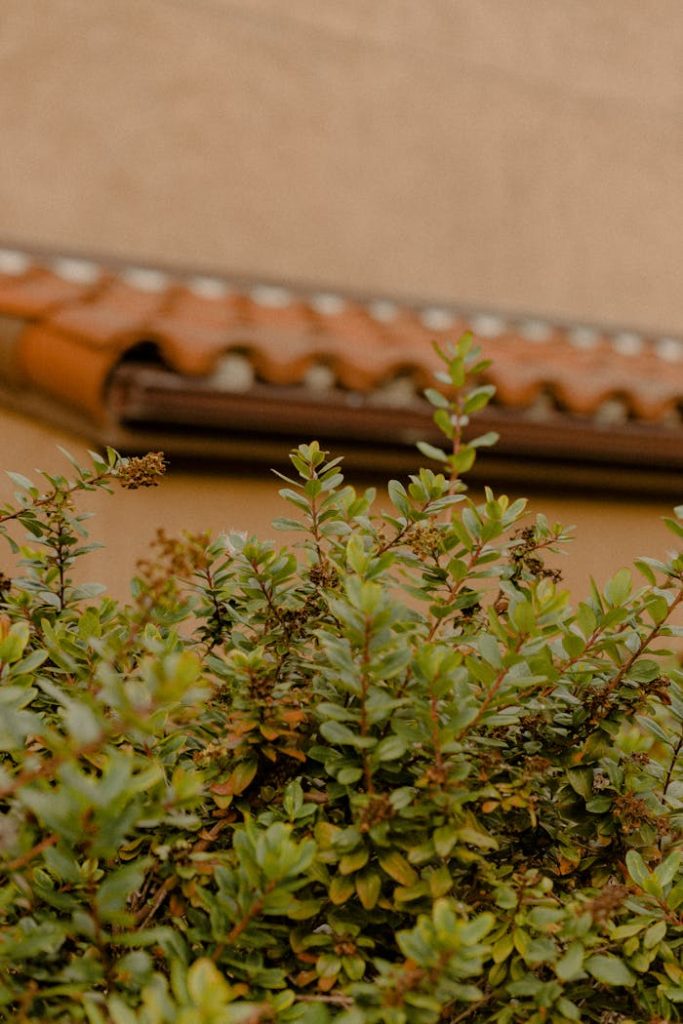 green-plants-beside-wall-2946342 Close-up of lush green foliage with traditional clay roof tiles in the background.